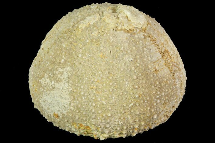 Psephechinus Fossil Echinoid (Sea Urchin) - Morocco #69859